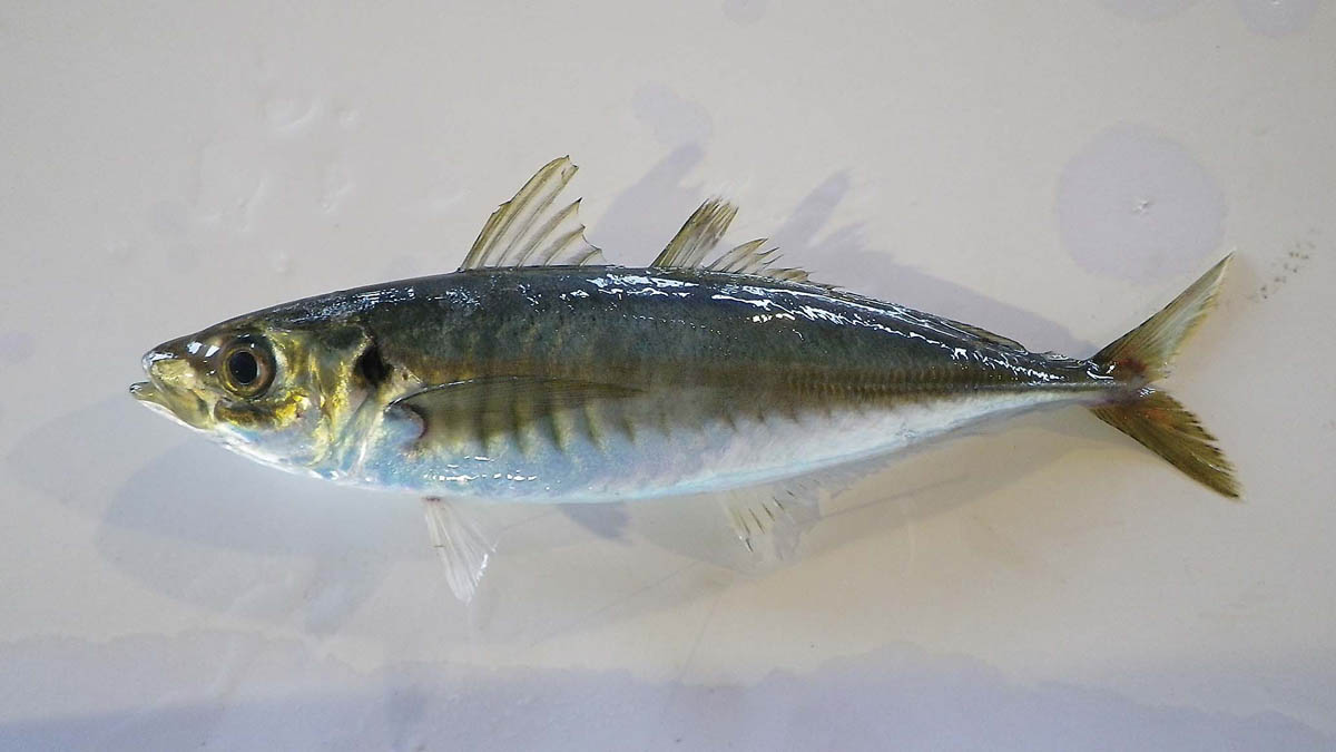 アジ科の魚図鑑 その1 (全3回)～アジと名がつく魚たち～
